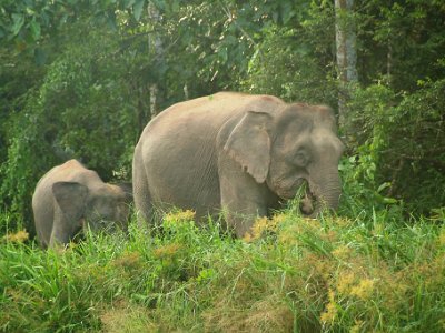 Borneo pgymy elephant, Sukau (10)